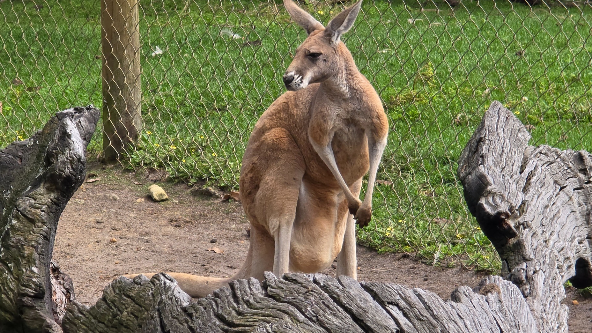 Fomos ver os cangurus na Austrália em Caversham Wildlife Park