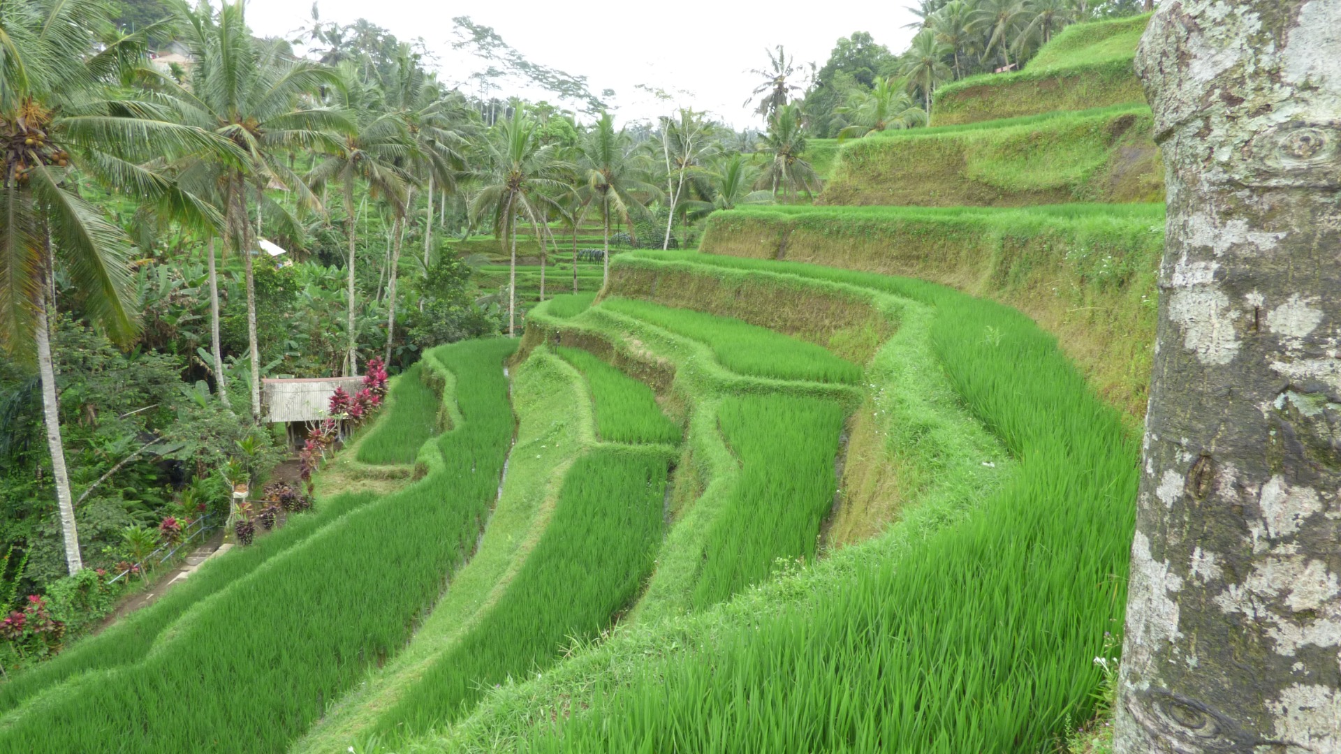Plantações de arroz de Ubud