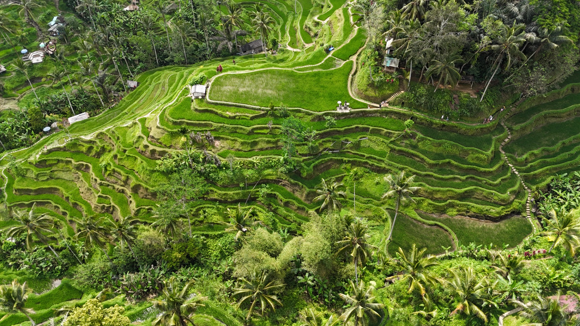 Plantações de arroz de Ubud