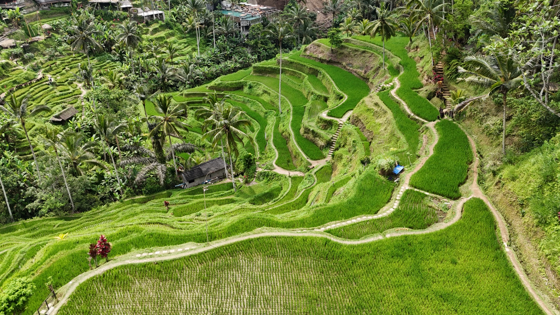 Plantações de arroz de Ubud