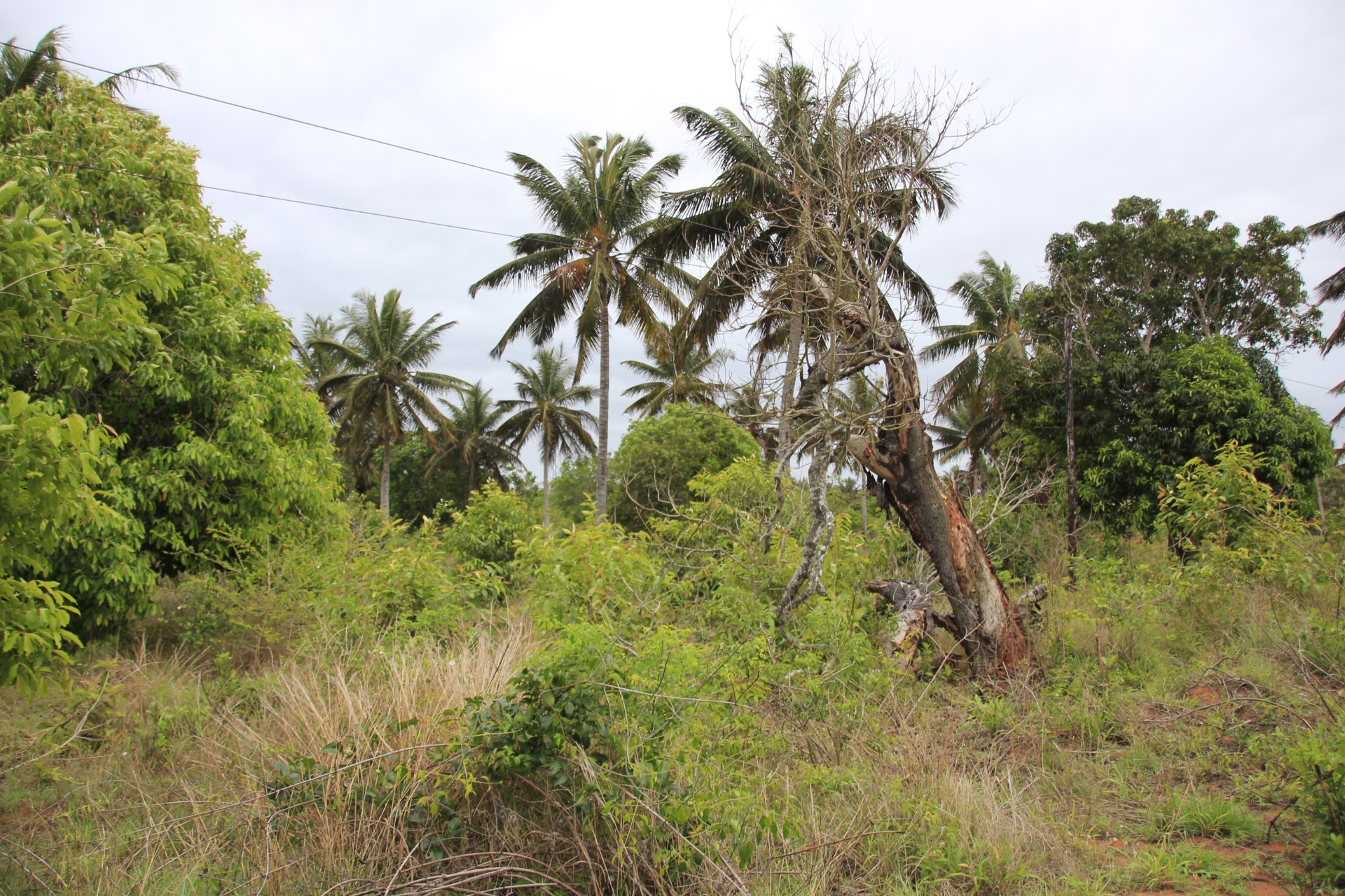 Paisagens ao longo da estrada de Bilene a Inhambane