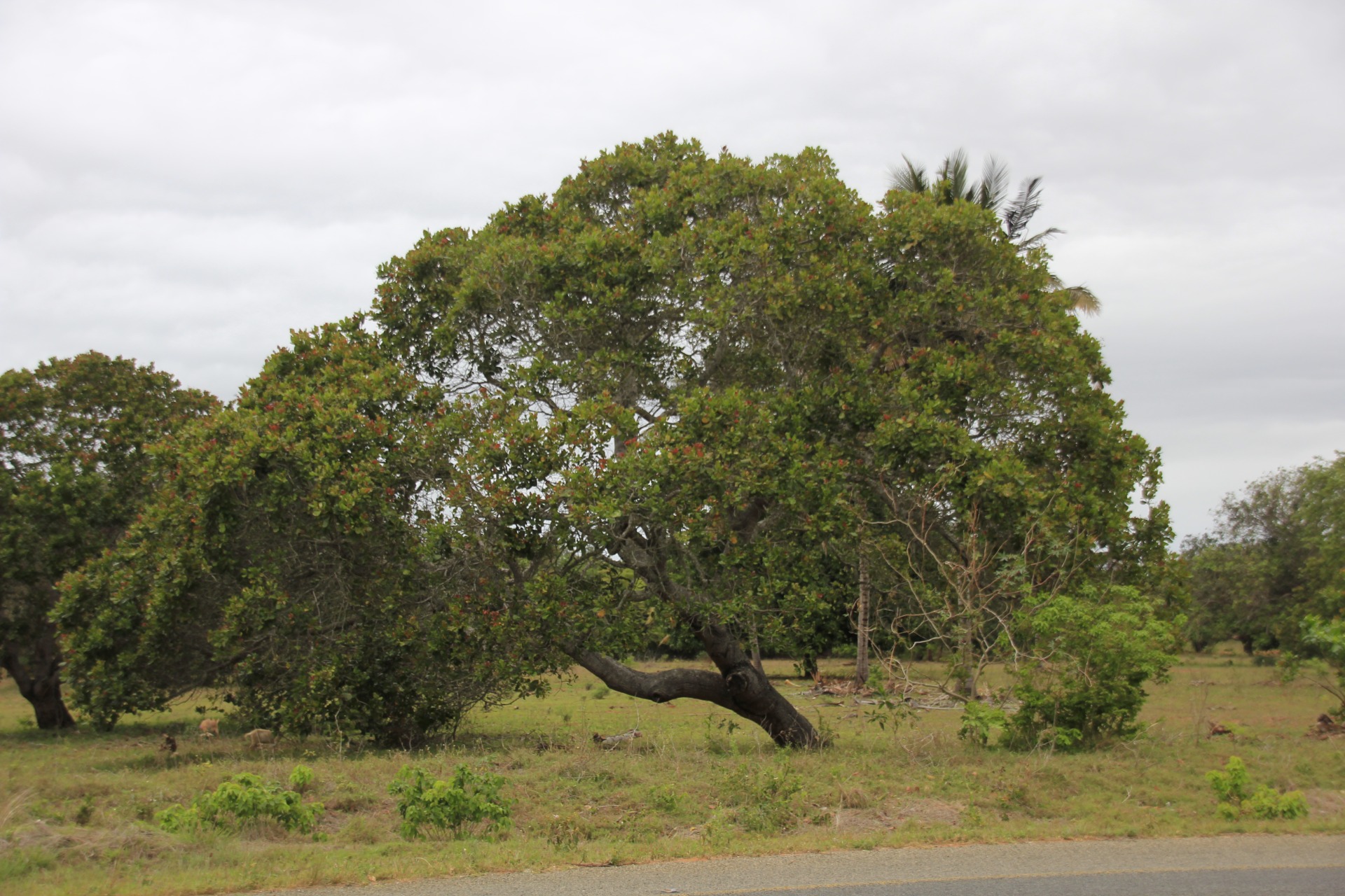 Paisagens ao longo da estrada de Bilene a Inhambane
