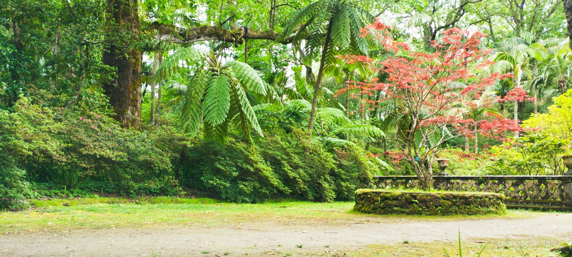 Parque Terra Nostra. Ilha de São Miguel