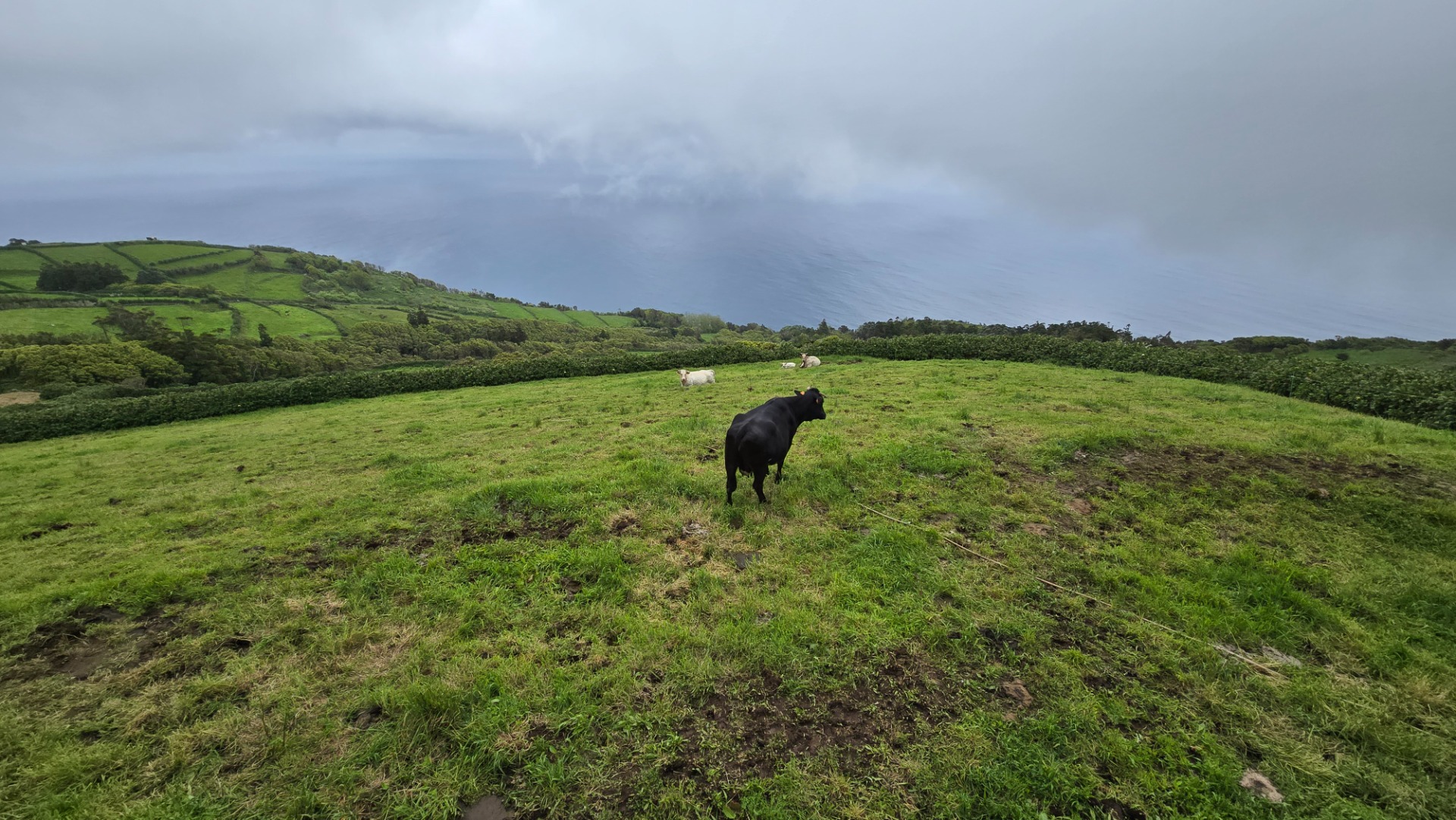 Ilha do Corvo (Açores)