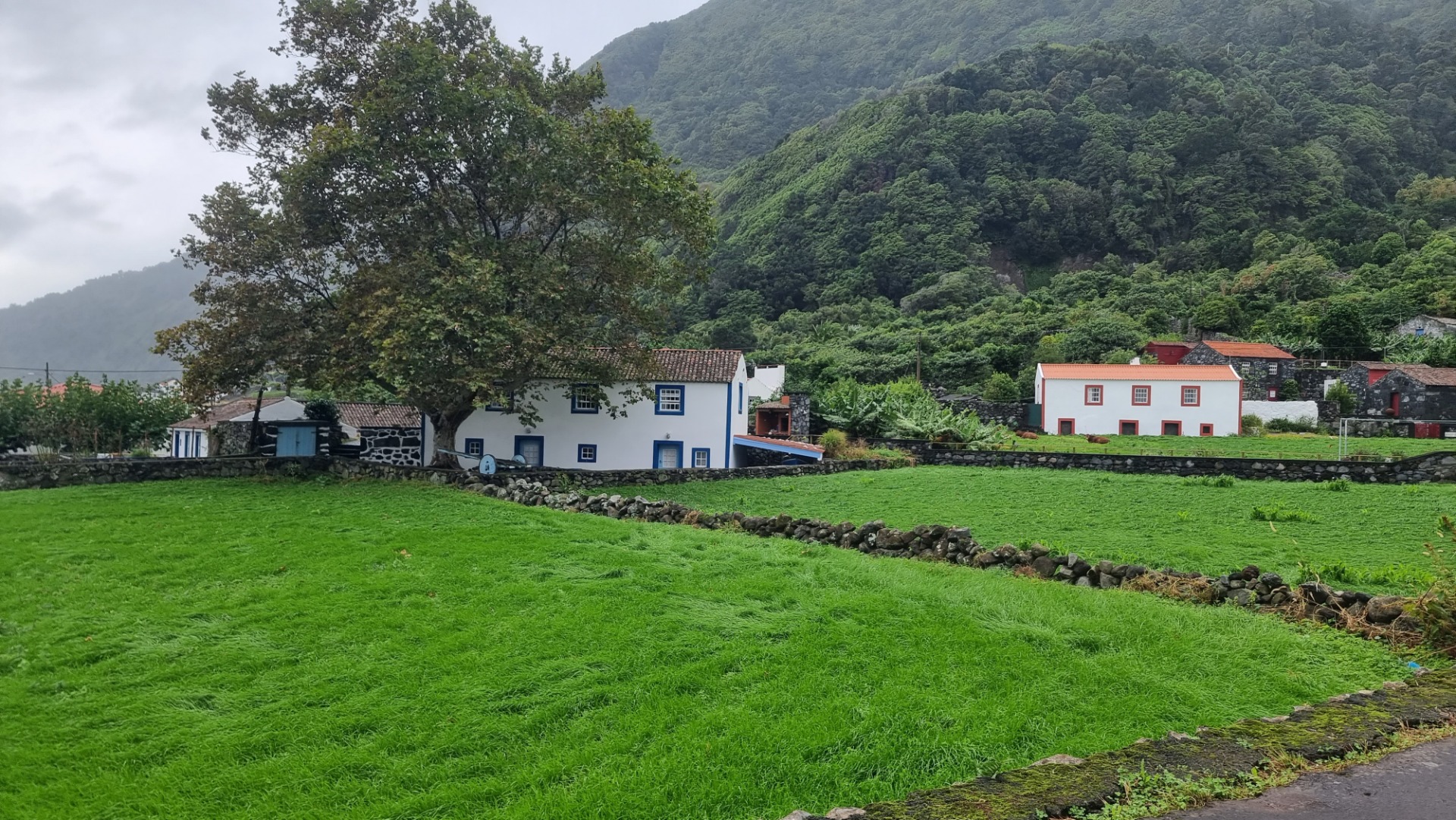 Fajã dos Vimes (Ilha de São Jorge)