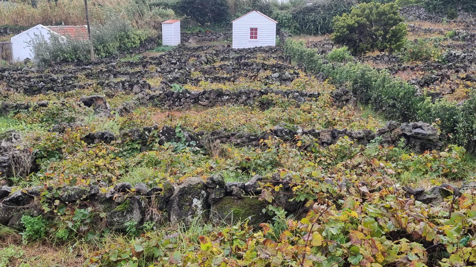 Vila do Topo (Ilha de São Jorge)