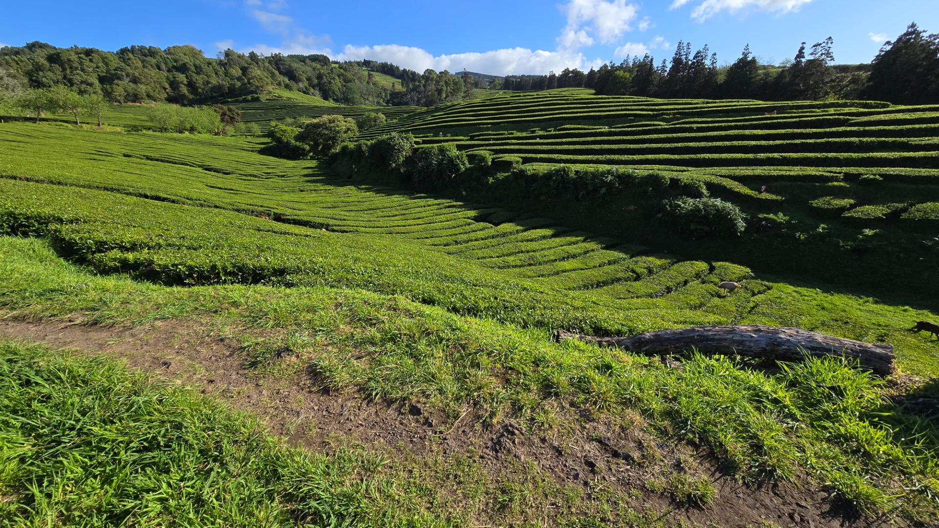 Plantações de Chá na Ilha de São Miguel