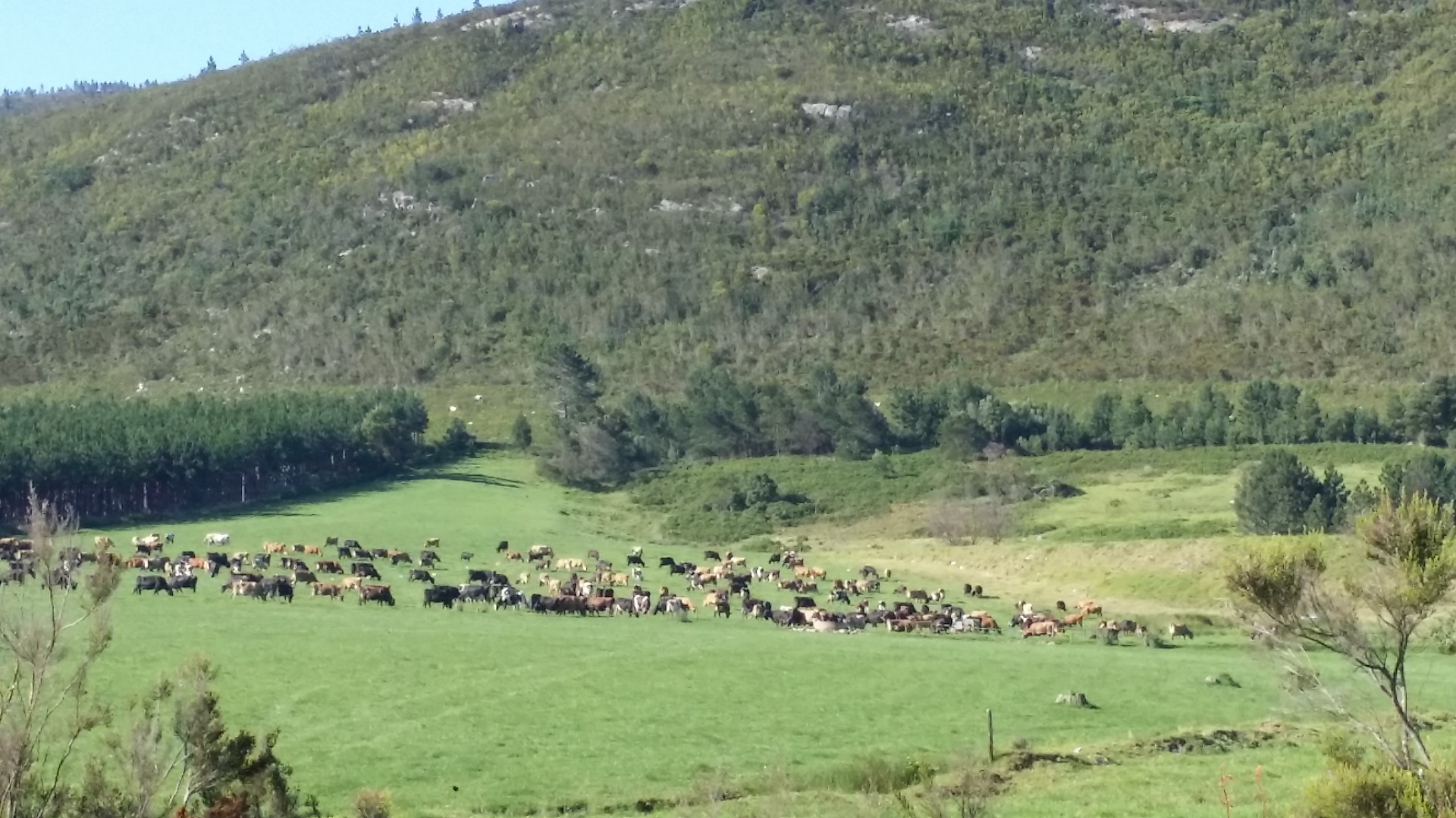 Pelas estrada de Knysna á Cidade do Cabo