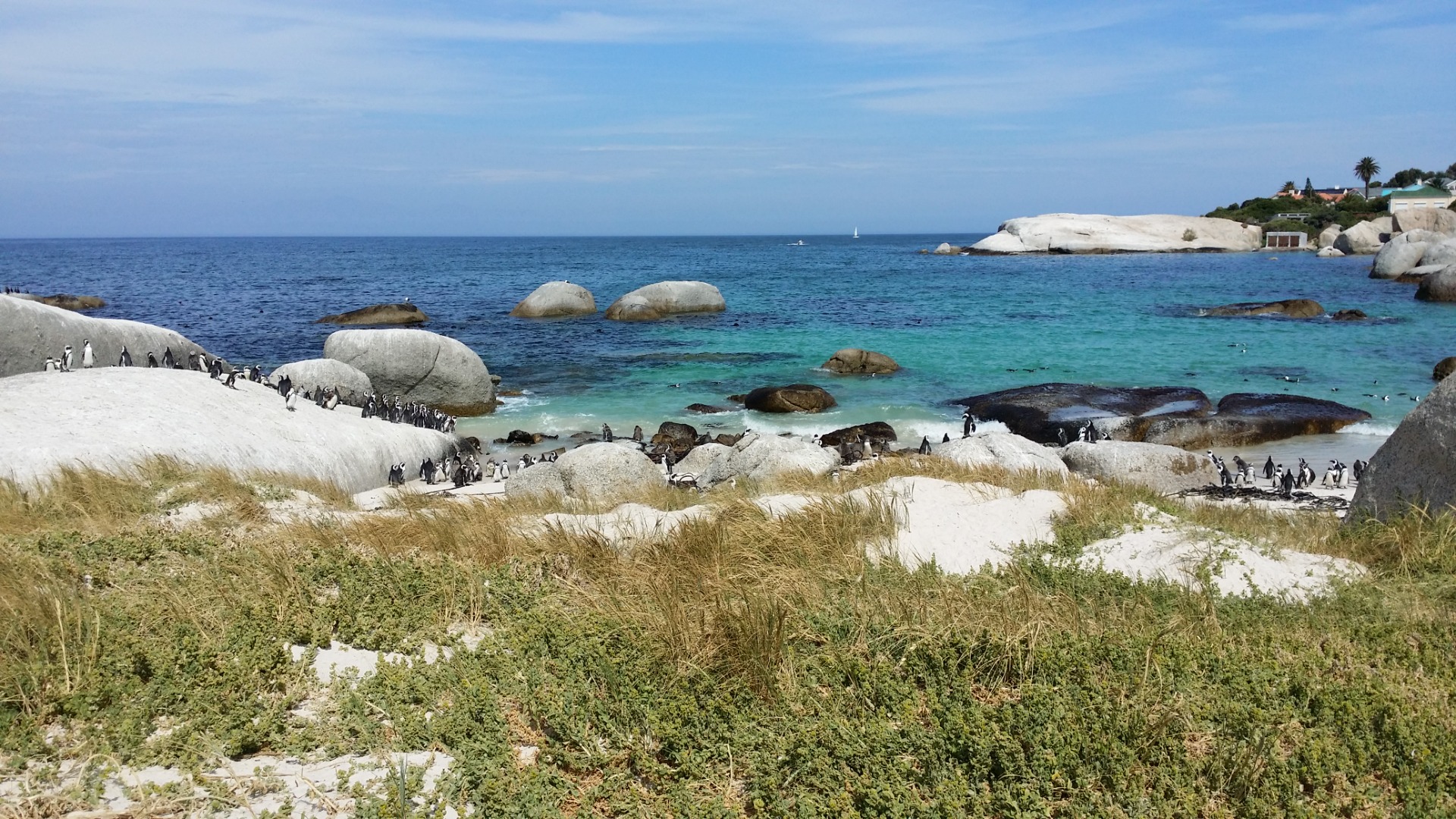 Pinguins da Boulders Beach, África do Sul