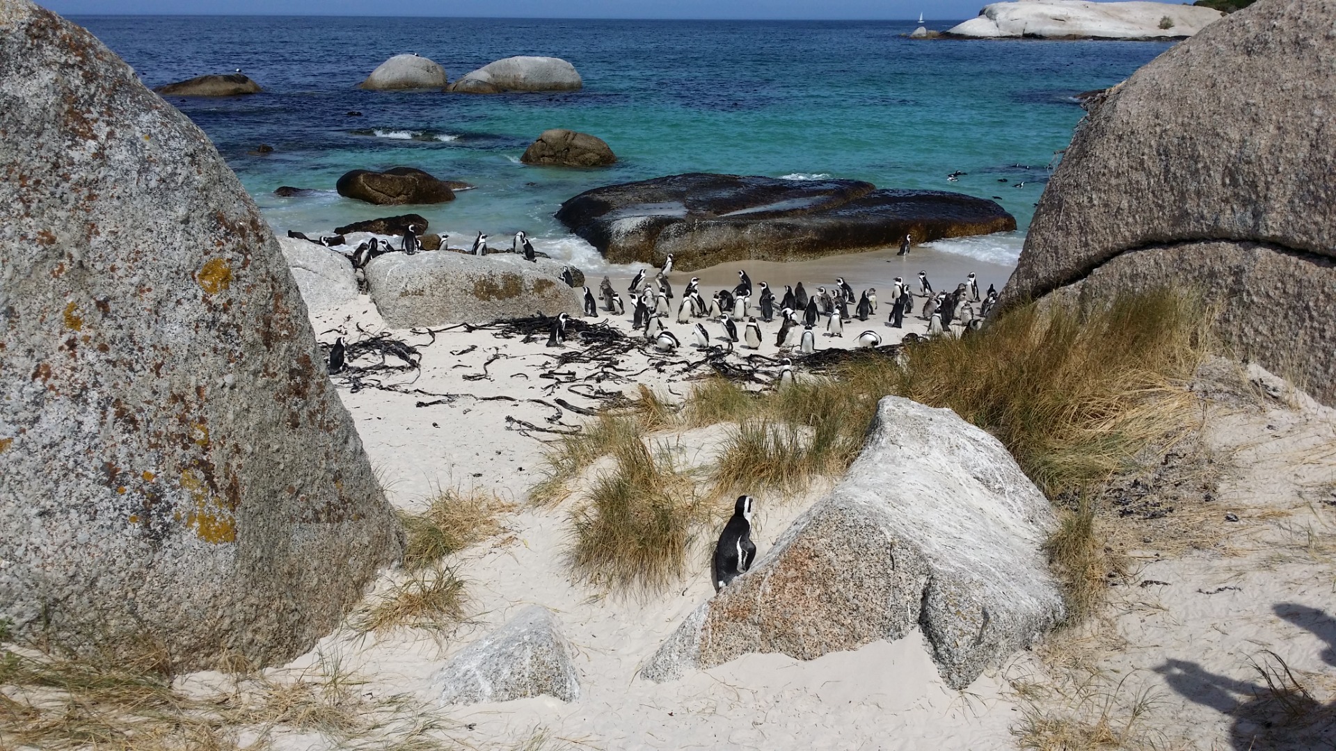 Pinguins da Boulders Beach, África do Sul