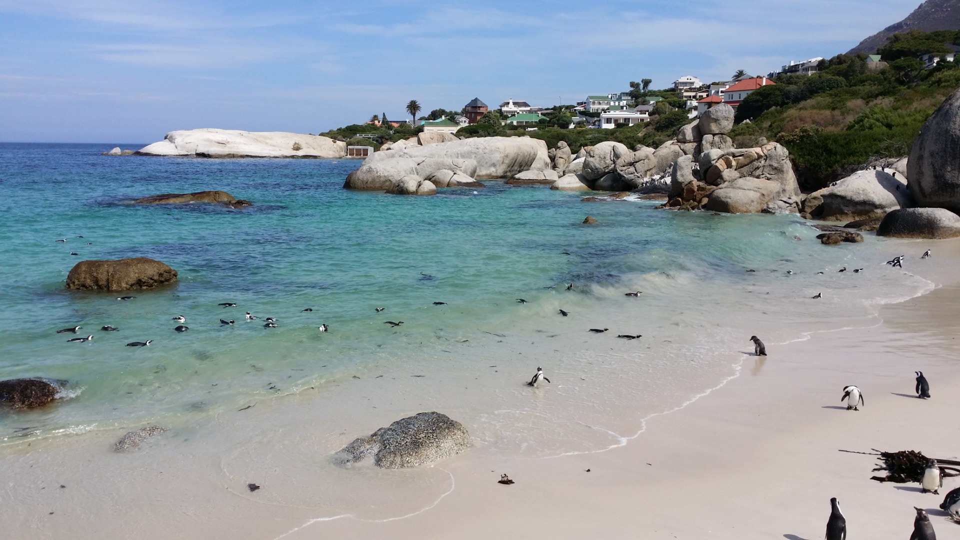 Pinguins da Boulders Beach, África do Sul