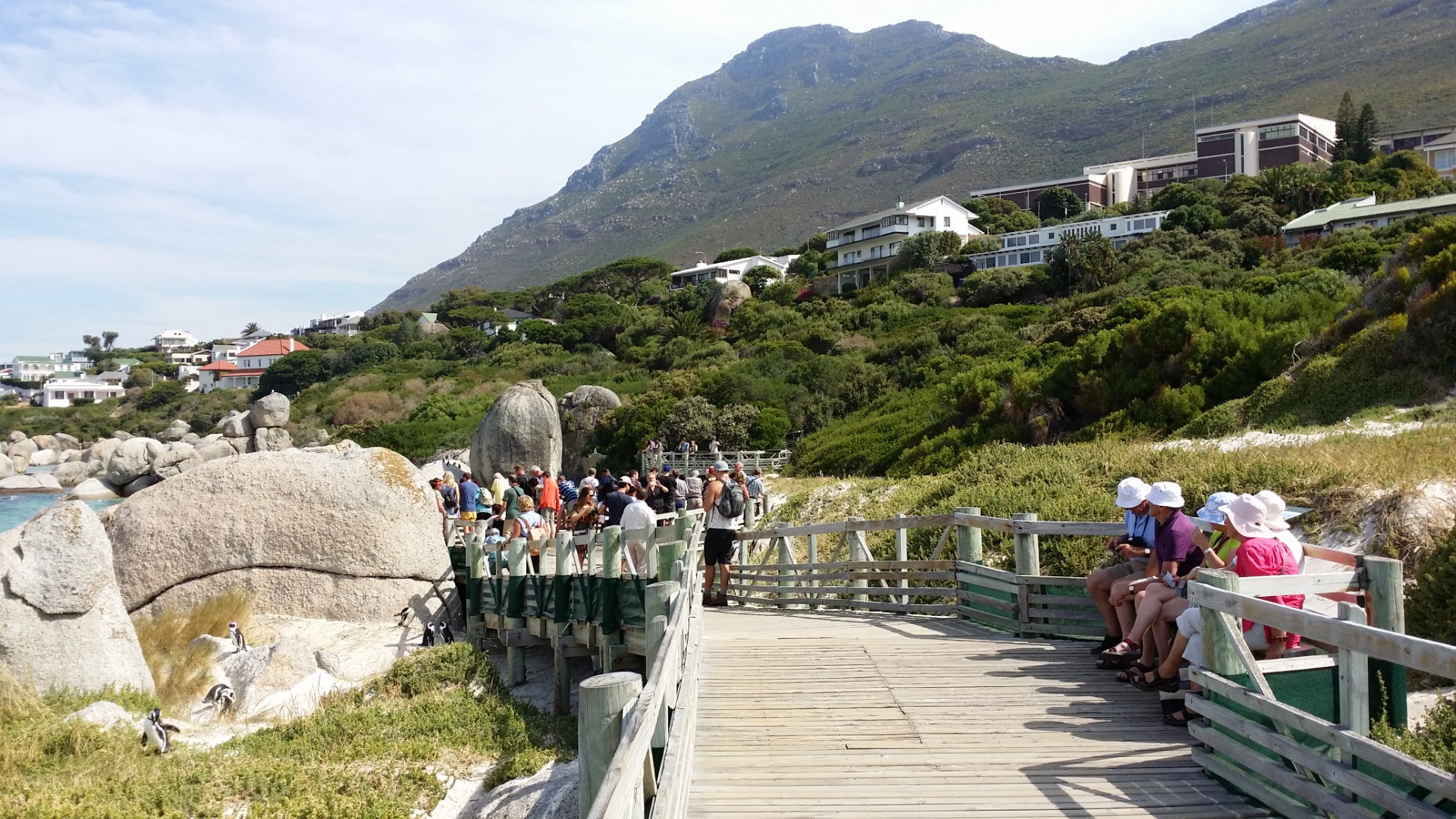 Pinguins da Boulders Beach, África do Sul