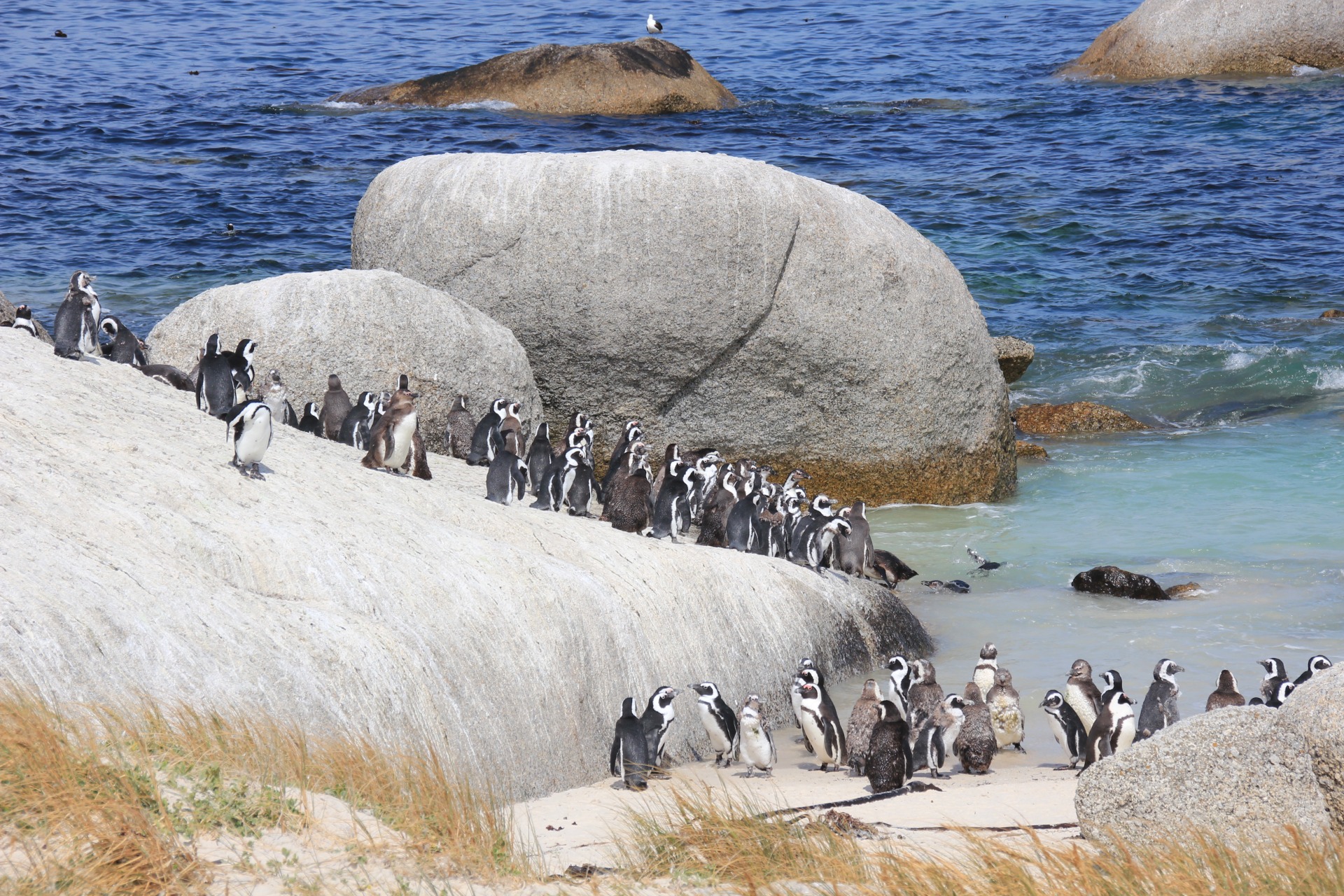 Pinguins da Boulders Beach, África do Sul