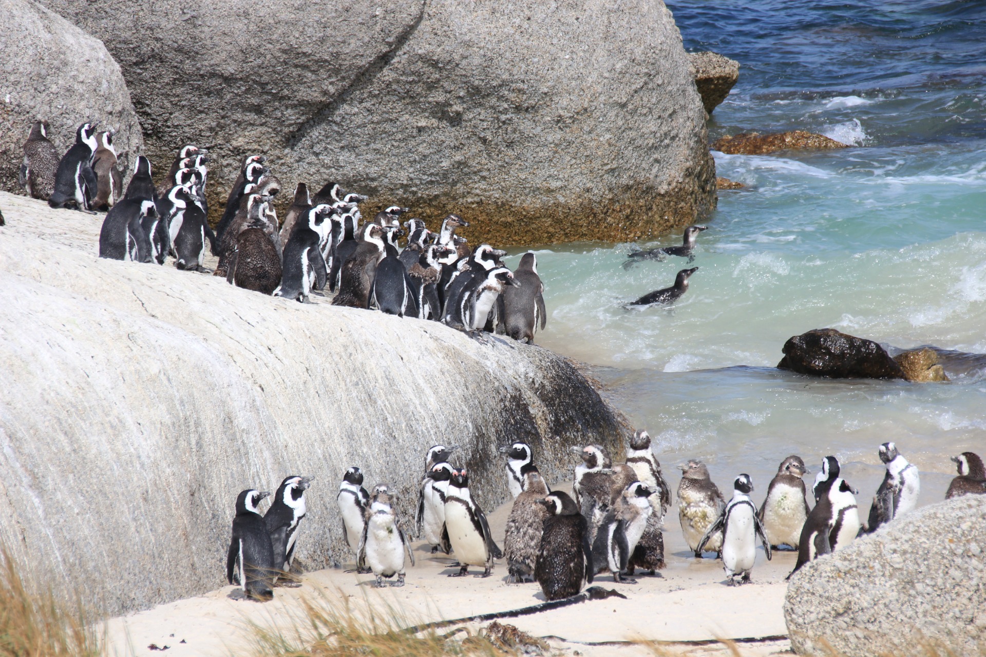 Pinguins da Boulders Beach, África do Sul