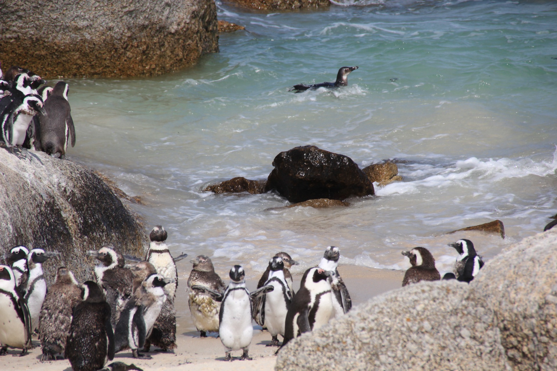 Pinguins da Boulders Beach, África do Sul