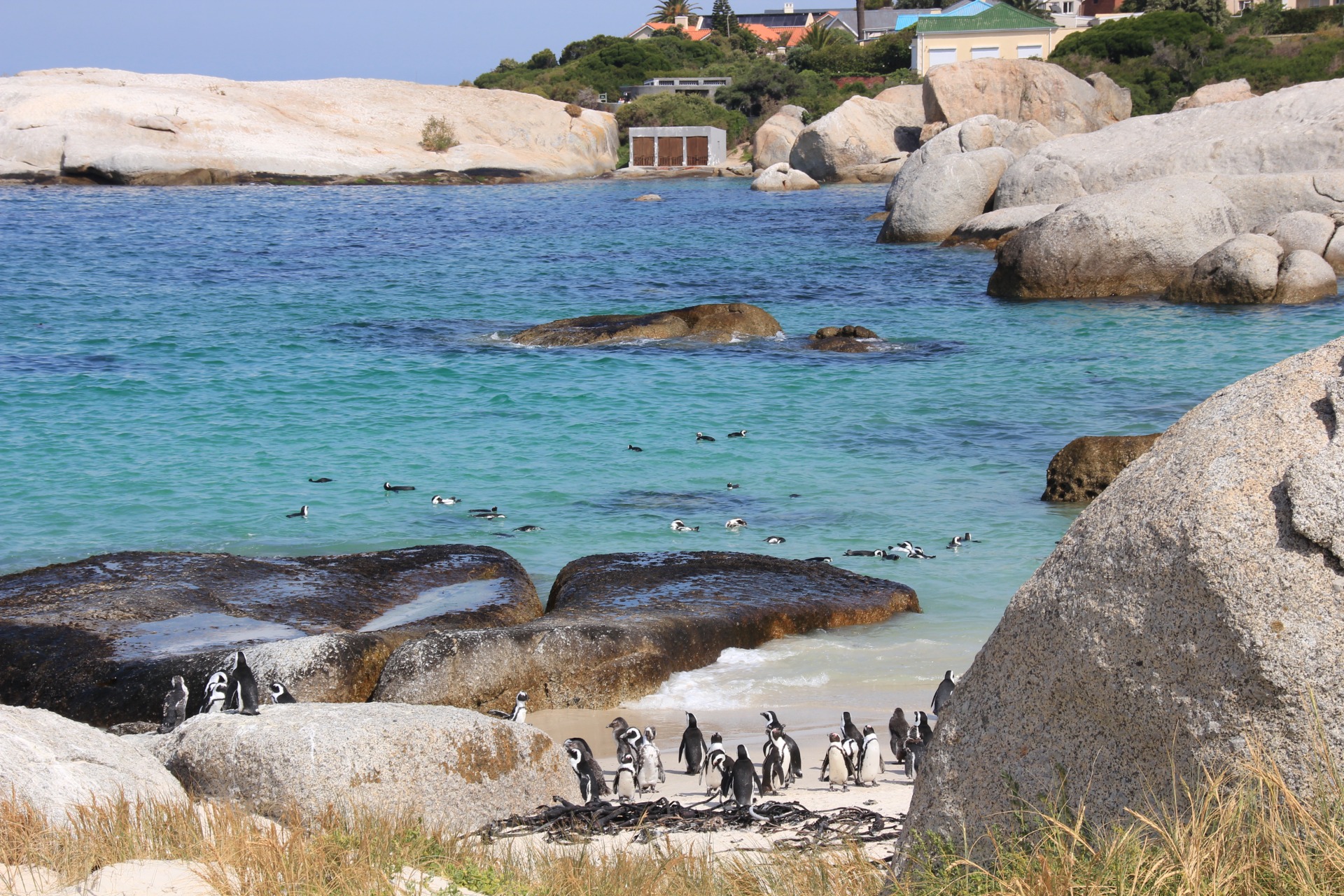 Pinguins da Boulders Beach, África do Sul