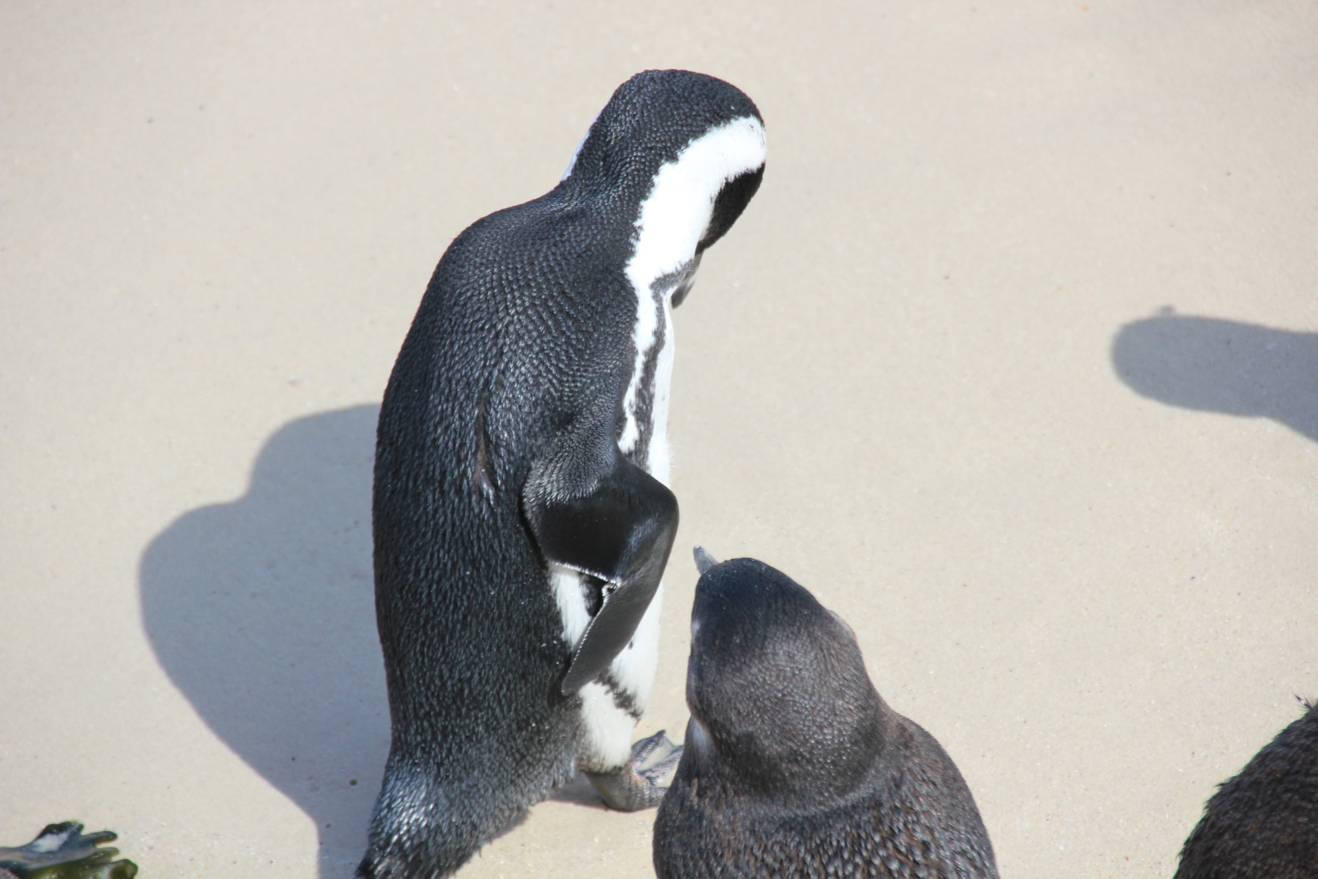 Pinguins da Boulders Beach, África do Sul