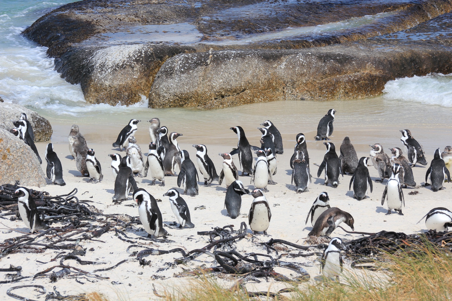 Pinguins da Boulders Beach, África do Sul
