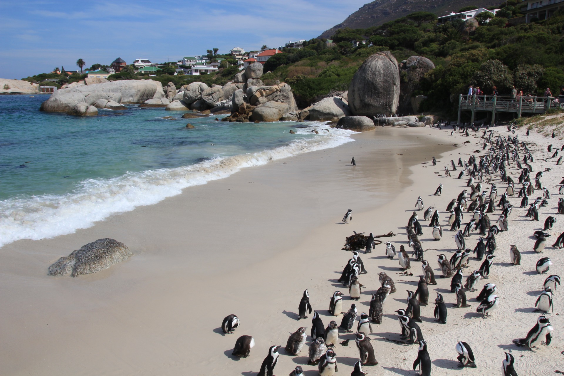 Pinguins da Boulders Beach, África do Sul