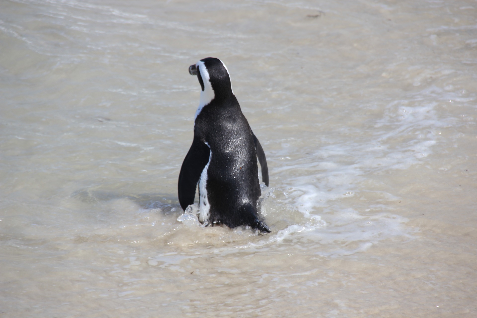 Pinguins da Boulders Beach, África do Sul