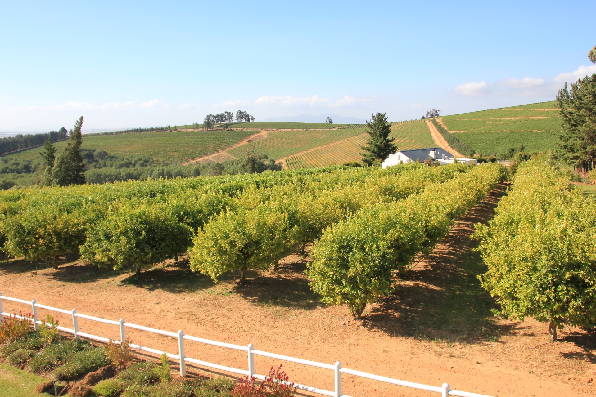 Visitando as vinhas nos arredores da Cidade do Cabo