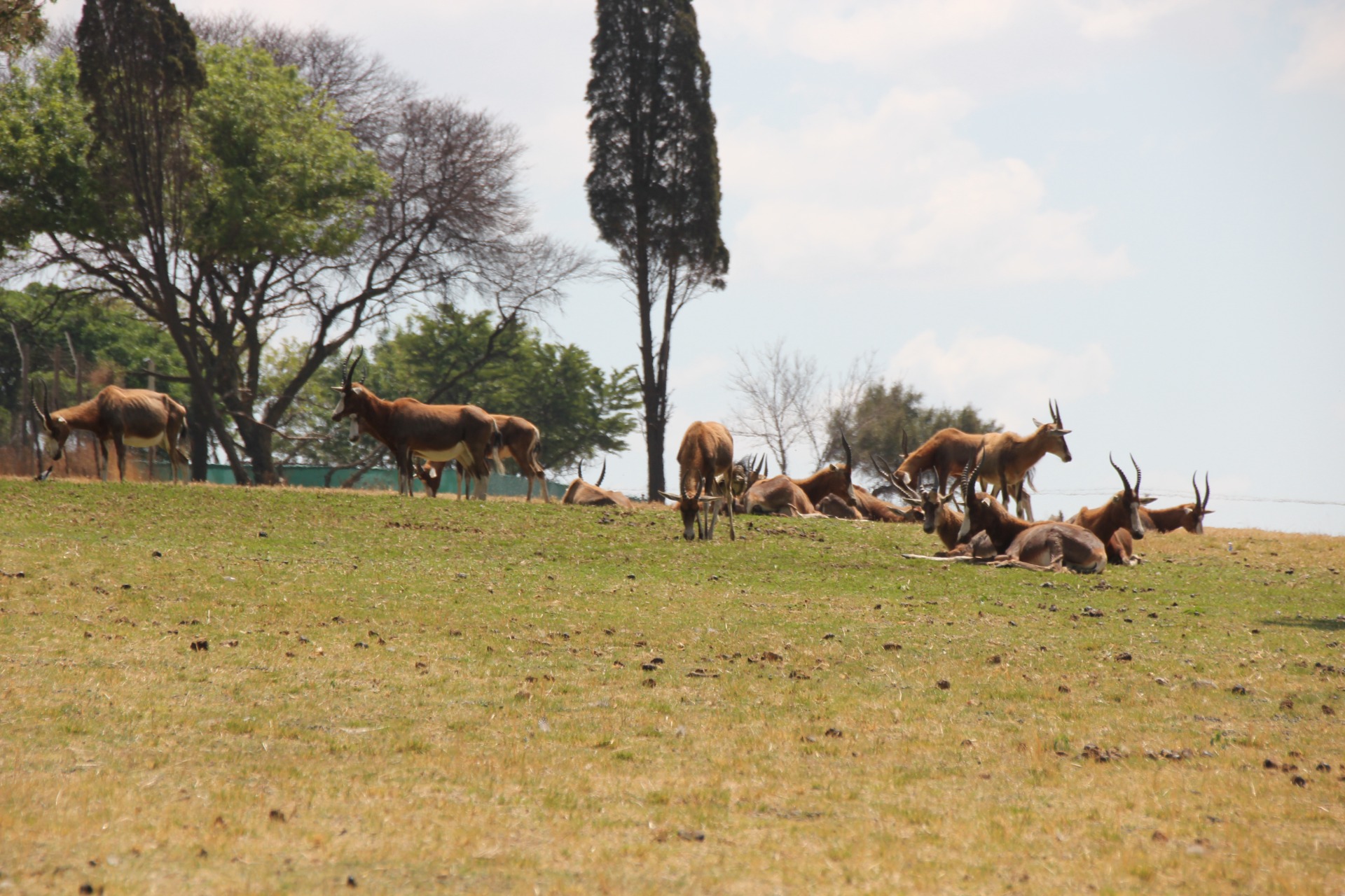 Lion Park - Joanesburgo