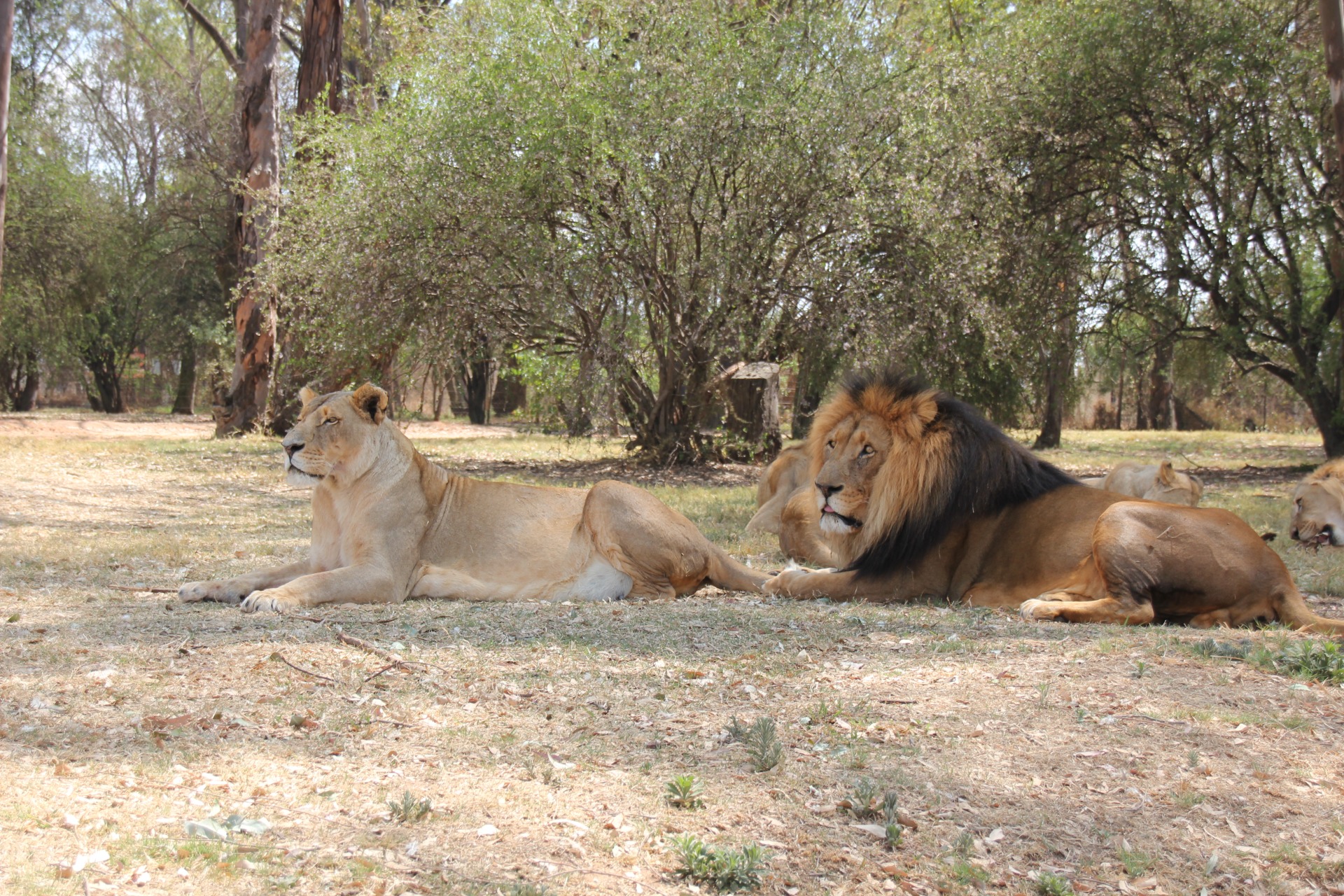 Lion Park - Joanesburgo