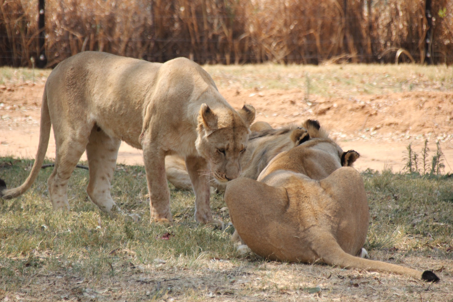 Lion Park - Joanesburgo