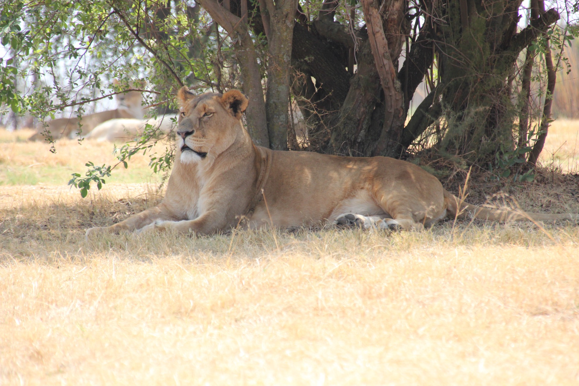 Lion Park - Joanesburgo