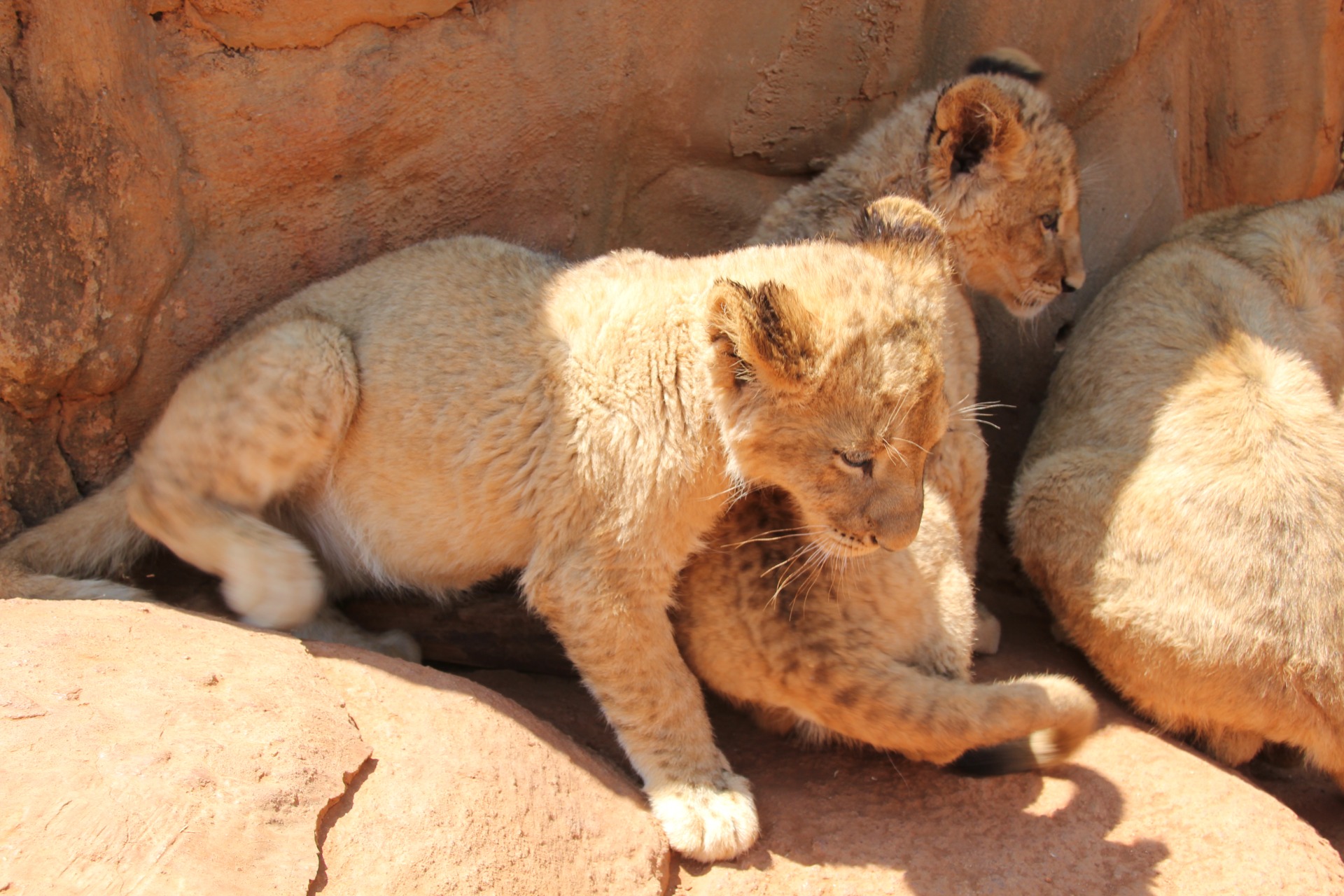 Lion Park - Joanesburgo