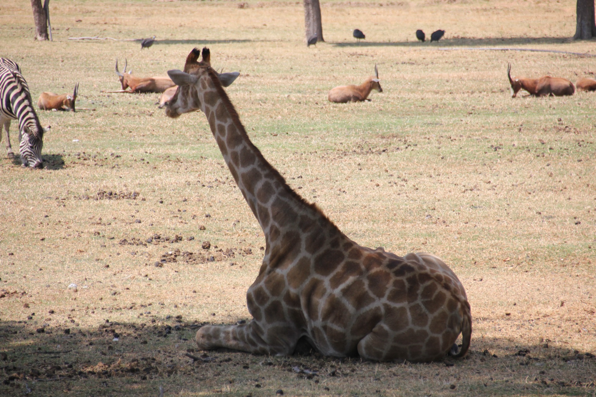 Lion Park - Joanesburgo