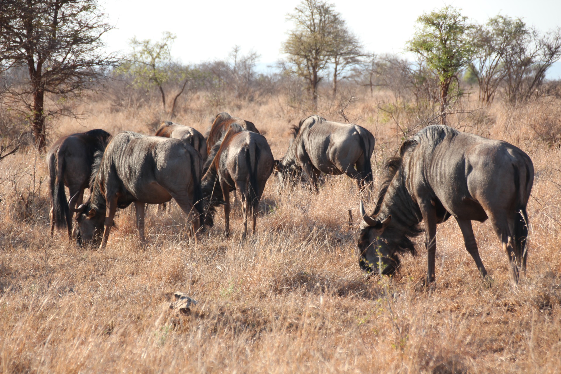 Krugger National Park