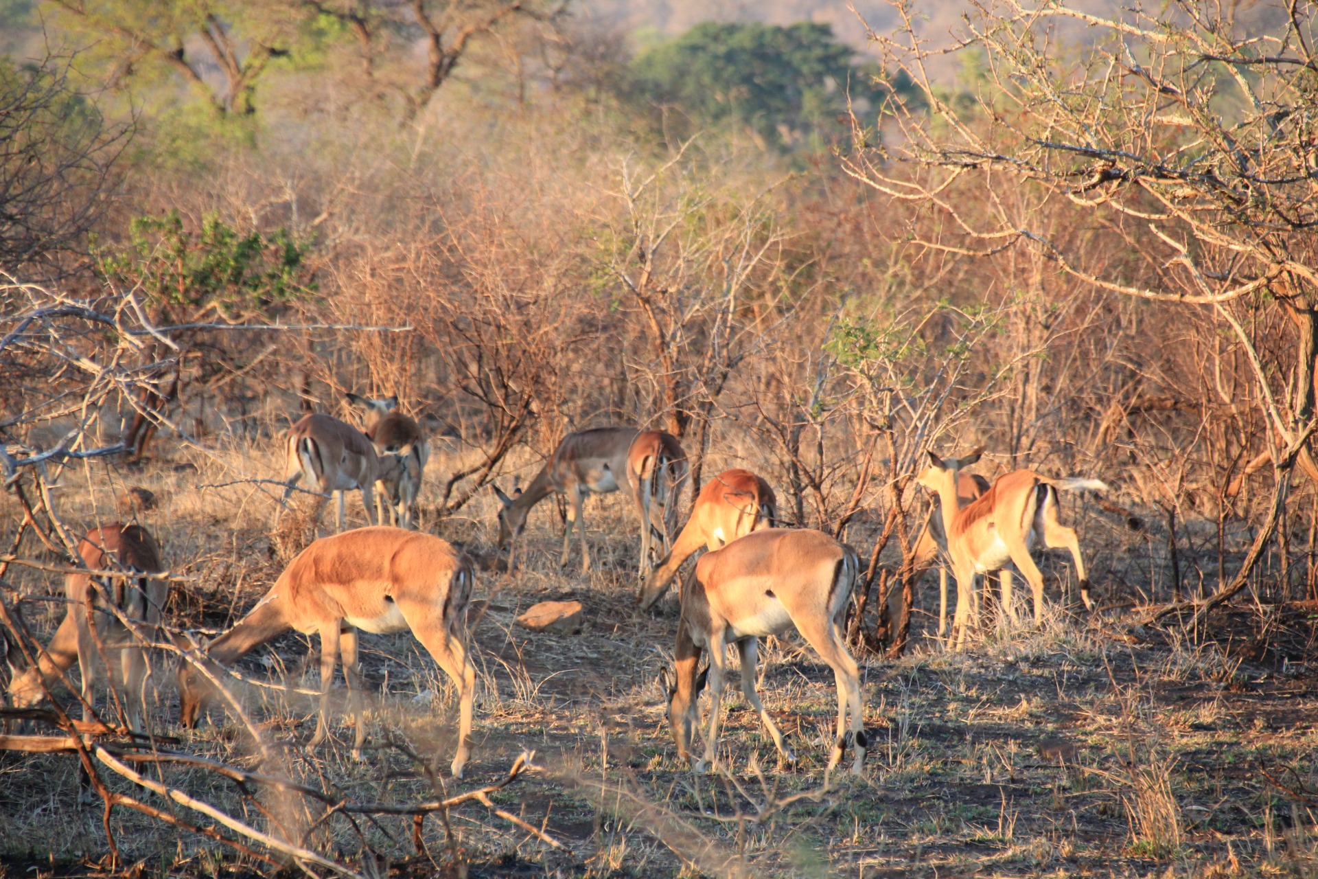 Krugger National Park