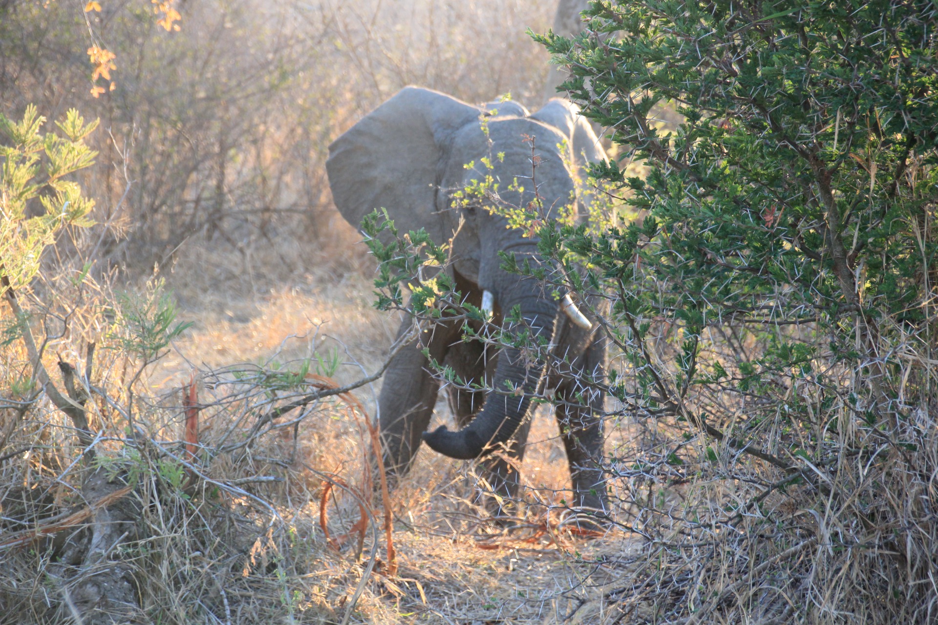 Krugger National Park
