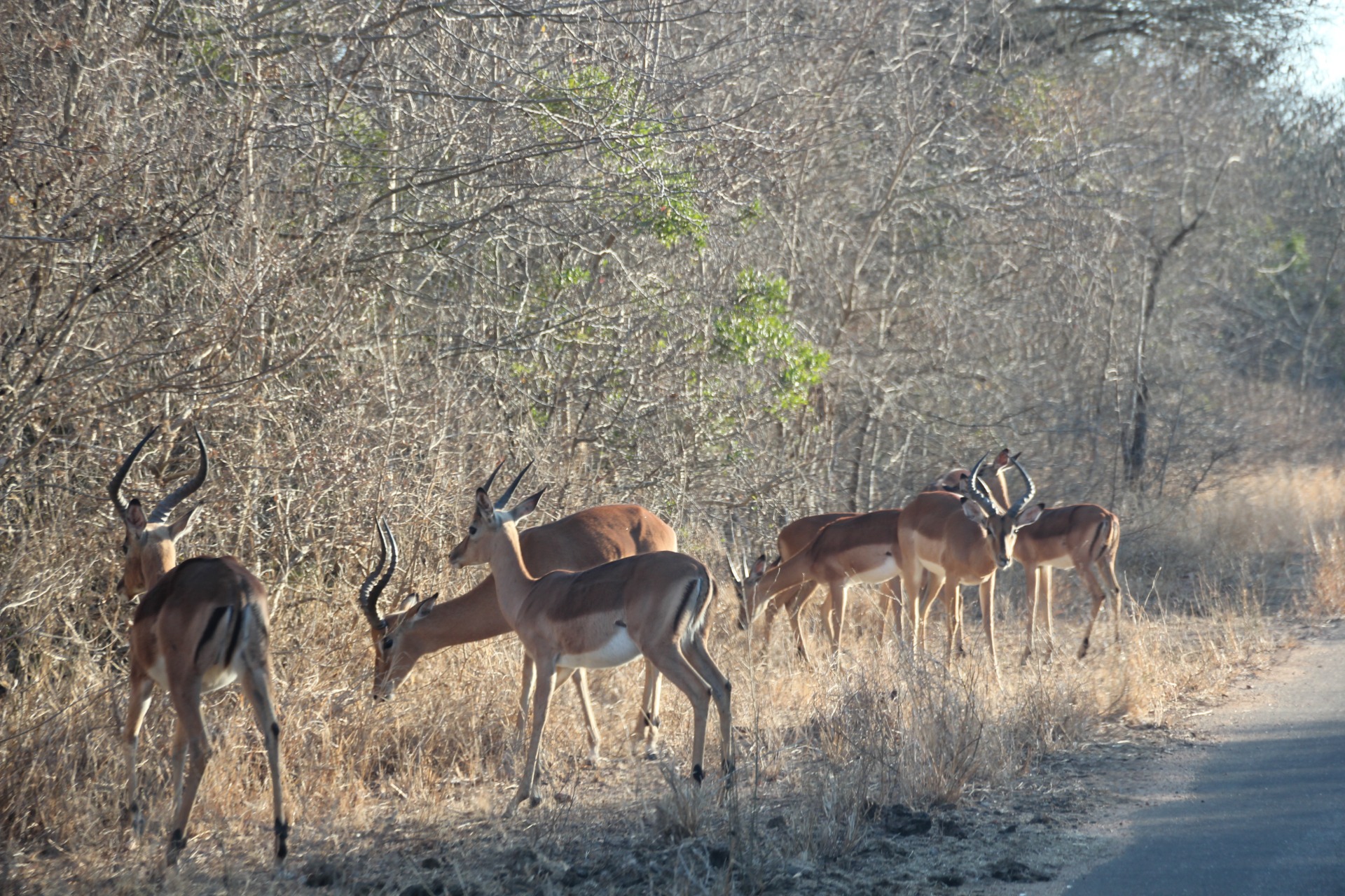 Krugger National Park