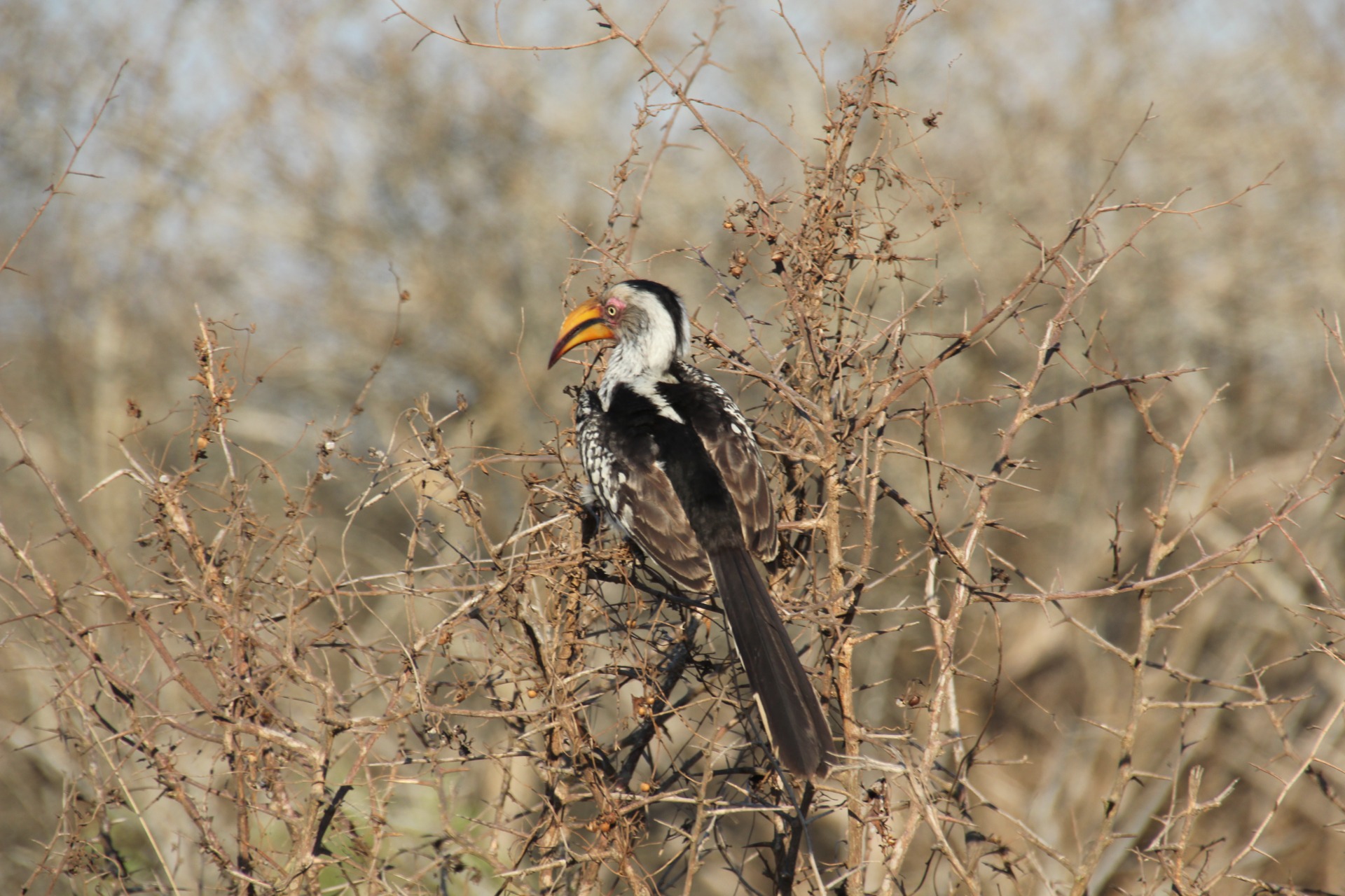 Krugger National Park