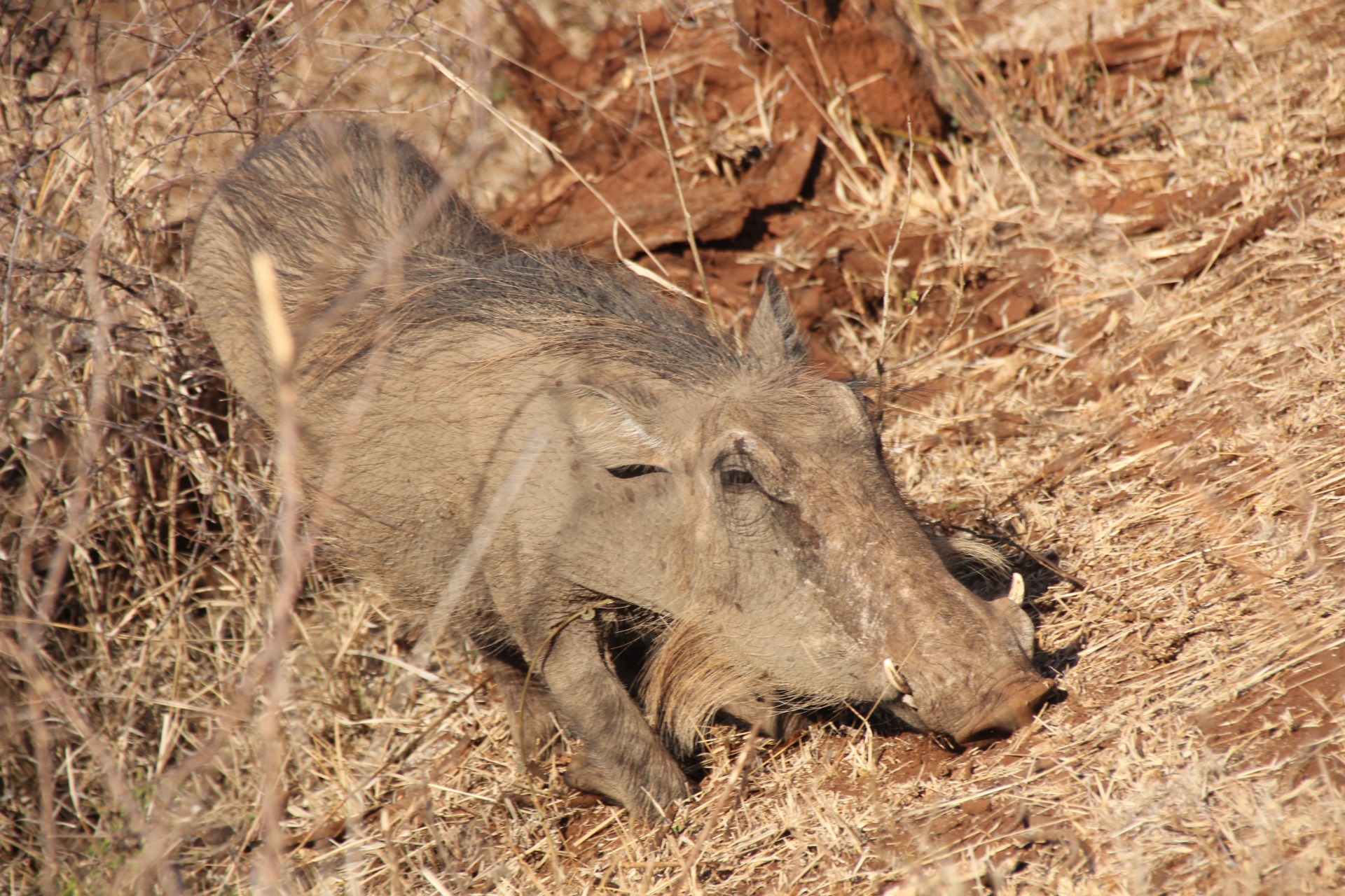 Krugger National Park