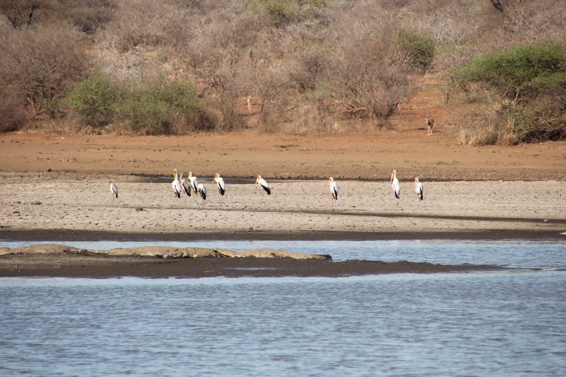 Krugger National Park