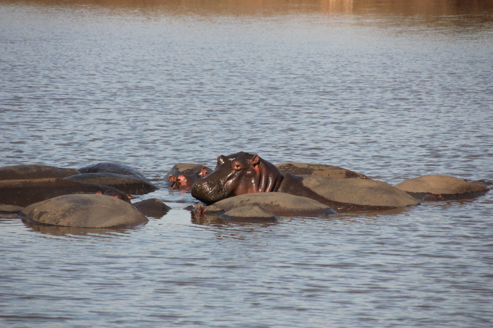 Krugger National Park