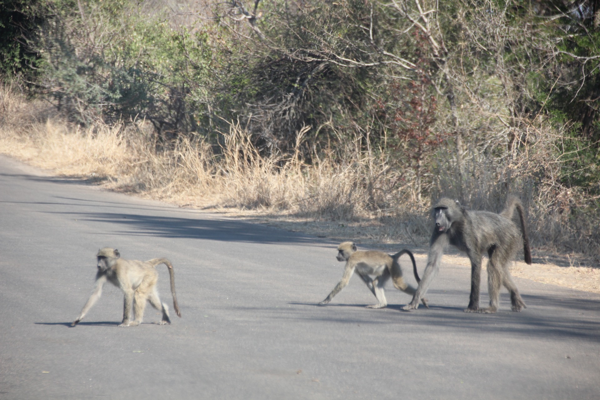 Krugger National Park