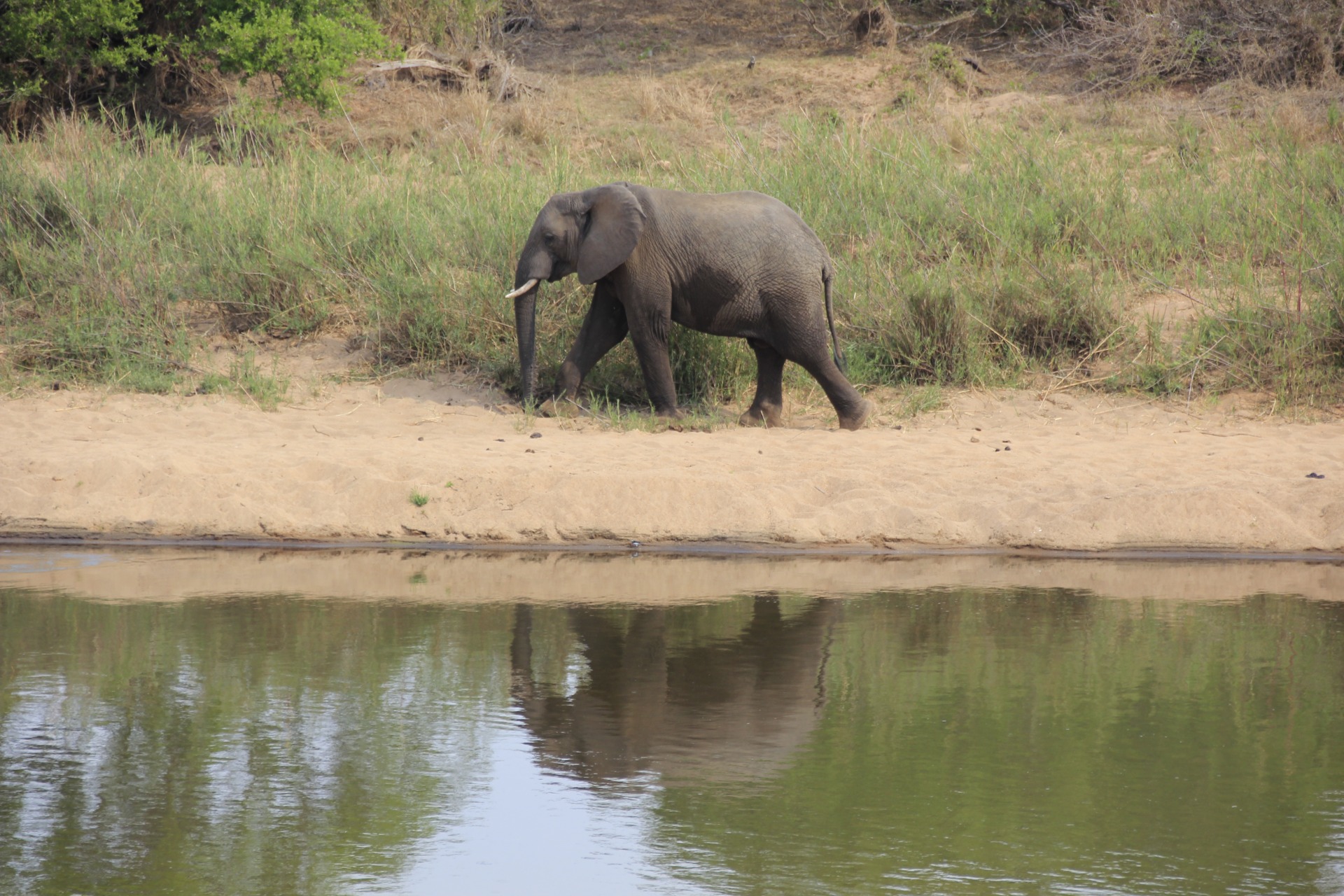 Krugger National Park