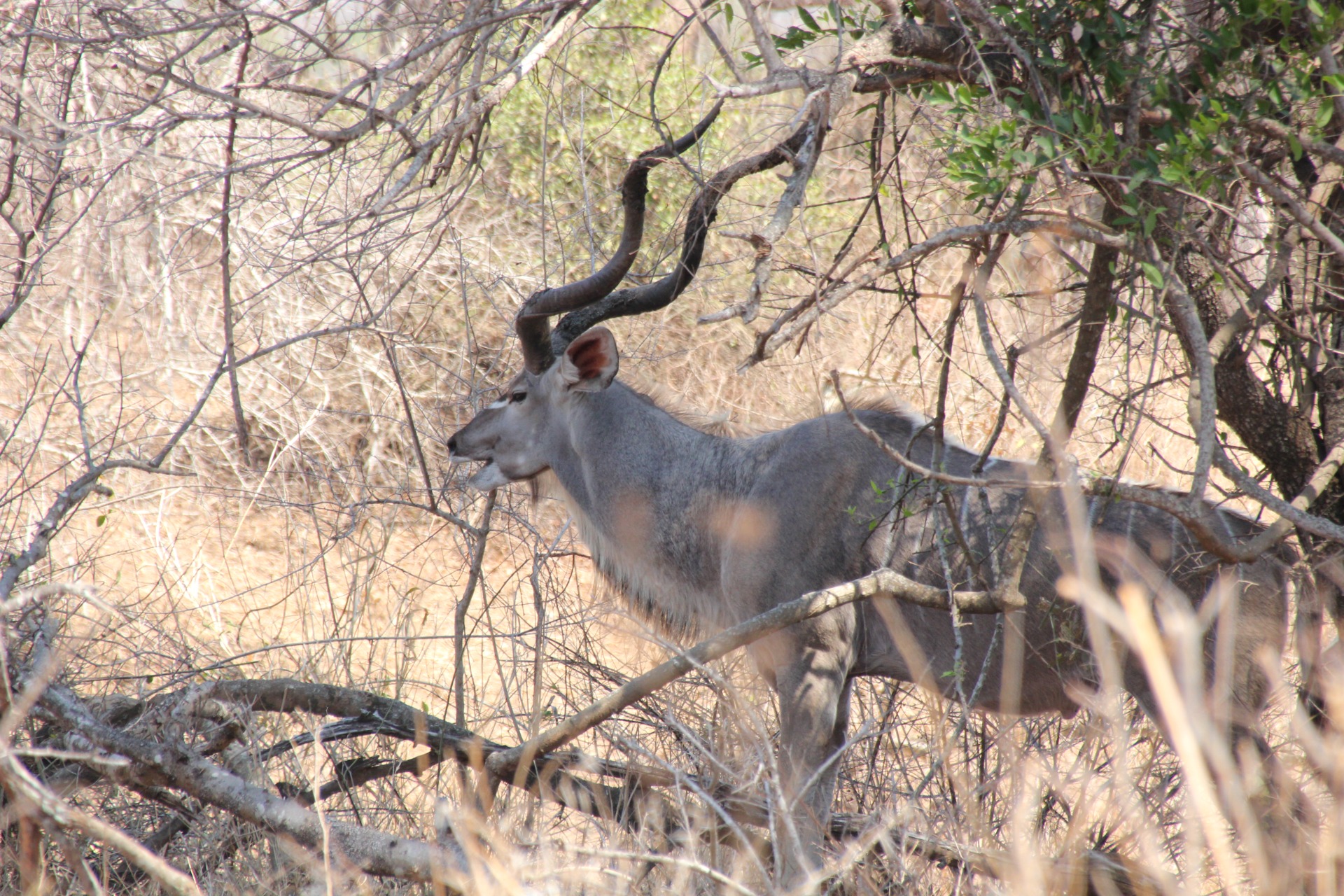 Krugger National Park
