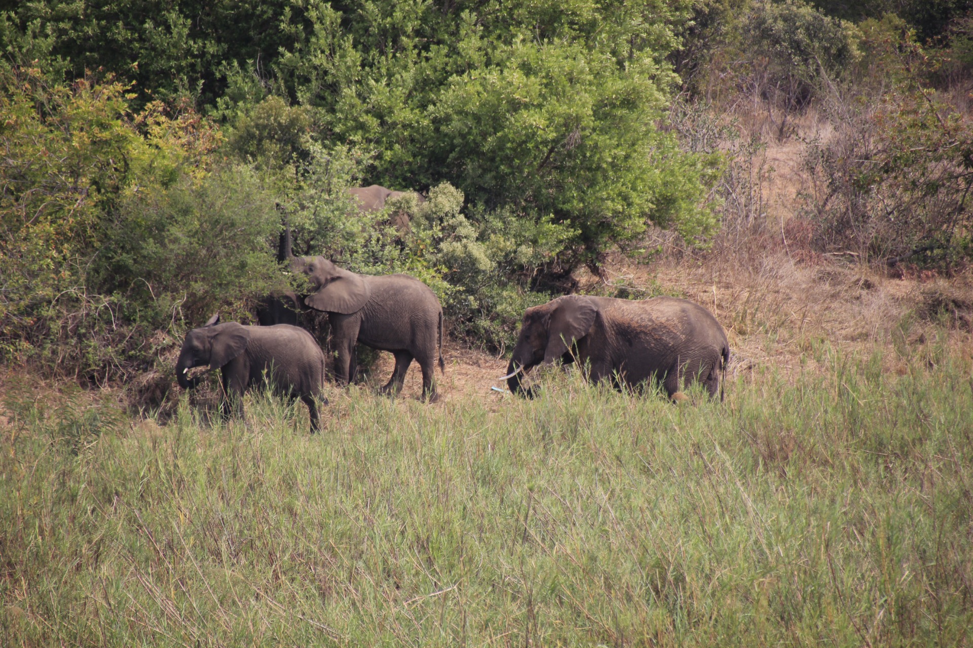 Krugger National Park