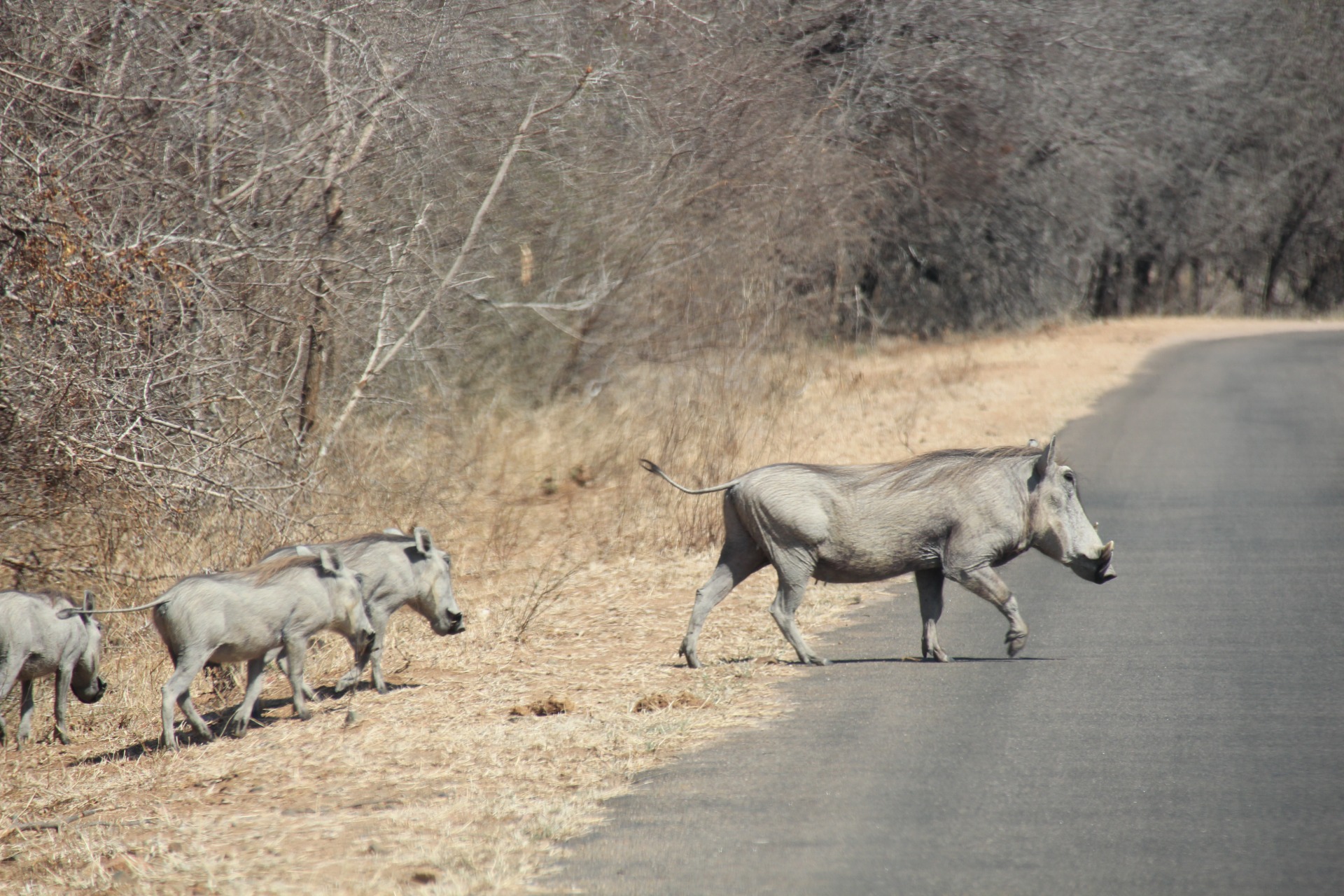 Krugger National Park