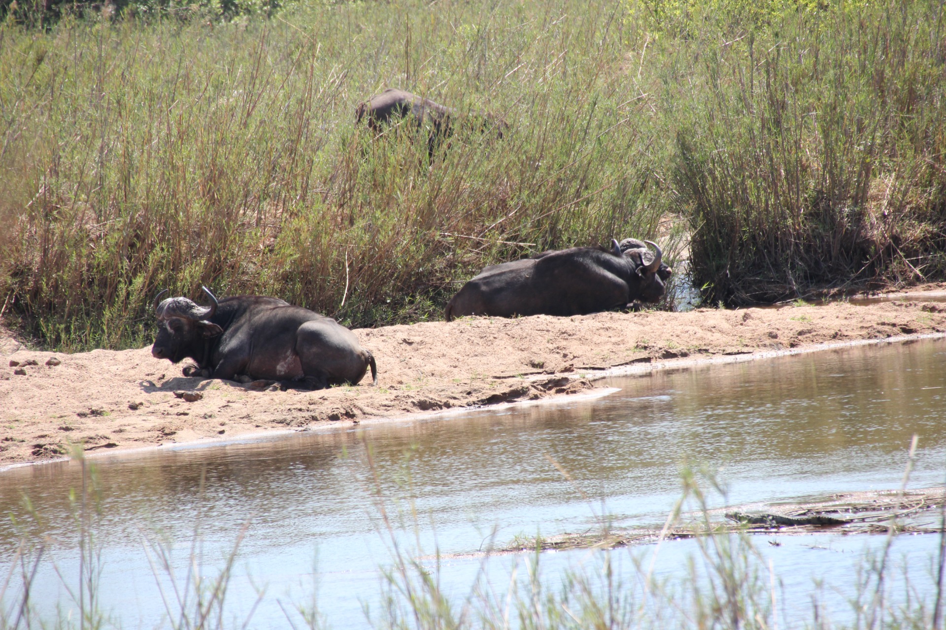 Krugger National Park