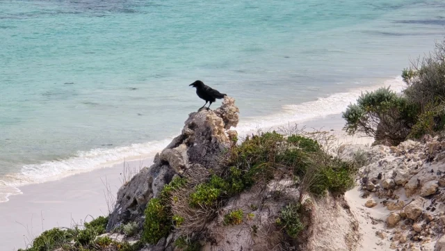 Rosttnet Island, Perth - Austrália