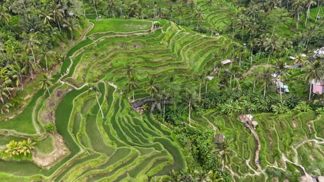 Ubud, Bali,- Idonésia