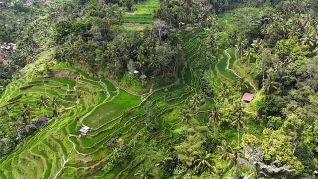 Ubud, Bali,- Idonésia