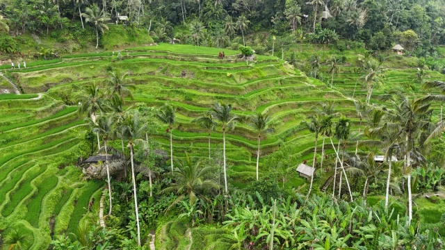 Ubud, Bali,- Idonésia