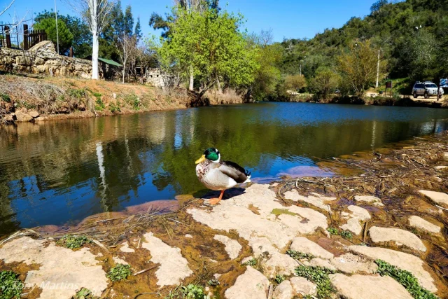 Paderne, Algarve